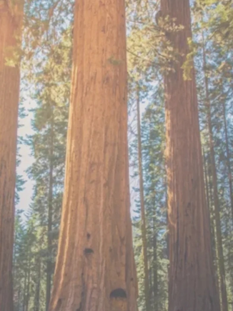 Sunlight through tall redwood trees in a forest